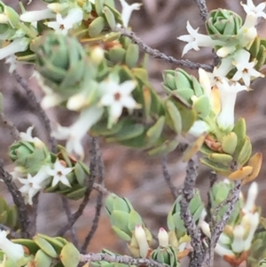 Brachyloma daphnoides at Acton, ACT - 17 Oct 2015