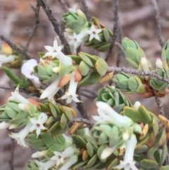 Brachyloma daphnoides at Acton, ACT - 17 Oct 2015