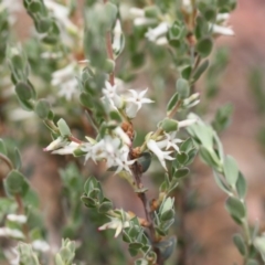 Brachyloma daphnoides at Acton, ACT - 17 Oct 2015