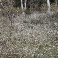 Gaudium multicaule at Acton, ACT - 17 Oct 2015