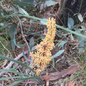 Lomandra multiflora at O'Connor, ACT - 18 Oct 2015 01:23 PM