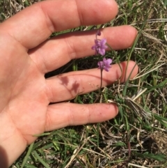 Arthropodium minus (Small Vanilla Lily) at Gungahlin, ACT - 19 Oct 2015 by Kate2602