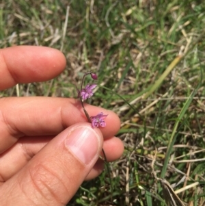 Arthropodium minus at Gungahlin, ACT - 19 Oct 2015 12:17 PM