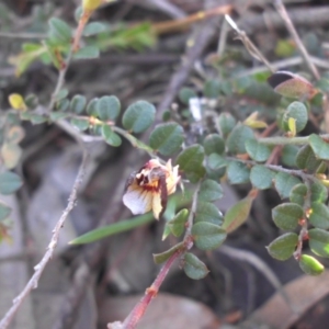 Bossiaea buxifolia at Majura, ACT - 19 Oct 2015