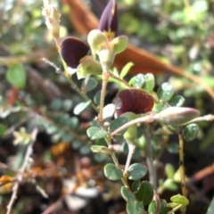 Bossiaea buxifolia at Majura, ACT - 19 Oct 2015