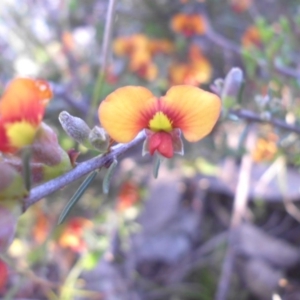 Dillwynia sericea at Majura, ACT - 19 Oct 2015 06:17 PM