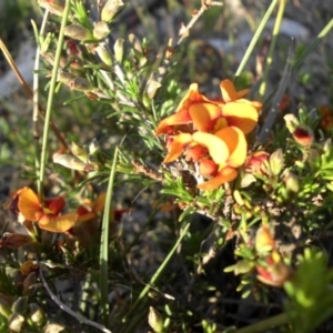 Dillwynia sericea at Majura, ACT - 19 Oct 2015