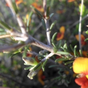 Dillwynia sericea at Majura, ACT - 19 Oct 2015 06:17 PM