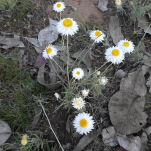 Leucochrysum albicans subsp. tricolor at Majura, ACT - 19 Oct 2015 06:24 PM