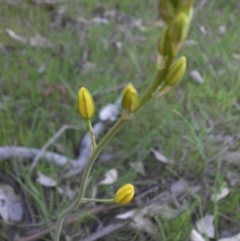 Bulbine bulbosa (Golden Lily) at Mount Ainslie - 19 Oct 2015 by SilkeSma