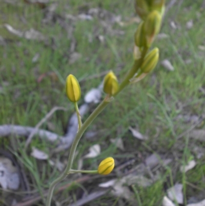 Bulbine bulbosa (Golden Lily) at Majura, ACT - 19 Oct 2015 by SilkeSma