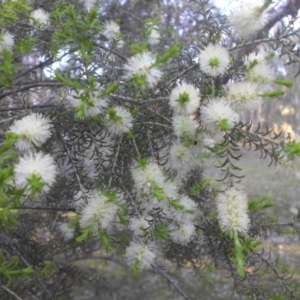 Melaleuca parvistaminea at Majura, ACT - 19 Oct 2015