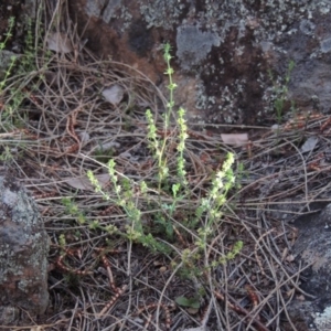 Galium gaudichaudii subsp. gaudichaudii at Calwell, ACT - 8 Oct 2015