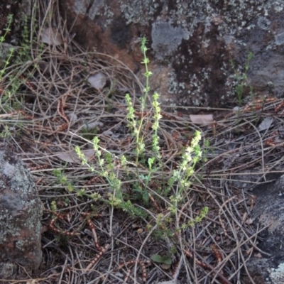 Galium gaudichaudii subsp. gaudichaudii (Rough Bedstraw) at Calwell, ACT - 8 Oct 2015 by MichaelBedingfield