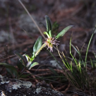 Opercularia hispida (Hairy Stinkweed) at Tuggeranong Hill - 8 Oct 2015 by michaelb