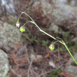 Arthropodium minus at Calwell, ACT - 8 Oct 2015 07:42 PM