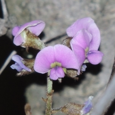 Glycine clandestina (Twining Glycine) at Tuggeranong Hill - 8 Oct 2015 by michaelb