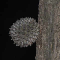 Allocasuarina verticillata (Drooping Sheoak) at Calwell, ACT - 8 Oct 2015 by michaelb