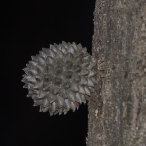 Allocasuarina verticillata at Calwell, ACT - 8 Oct 2015