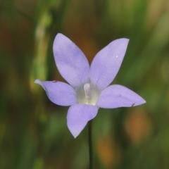 Wahlenbergia capillaris (Tufted Bluebell) at Calwell, ACT - 7 Oct 2015 by michaelb
