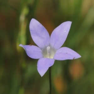 Wahlenbergia capillaris at Calwell, ACT - 8 Oct 2015