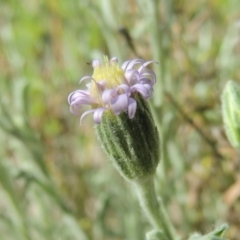 Vittadinia cuneata var. cuneata (Fuzzy New Holland Daisy) at Calwell, ACT - 7 Oct 2015 by michaelb