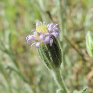 Vittadinia cuneata var. cuneata at Calwell, ACT - 8 Oct 2015