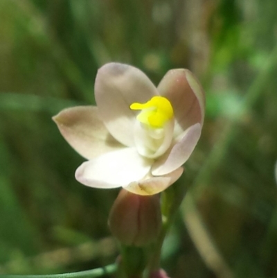 Thelymitra carnea (Tiny Sun Orchid) at Cook, ACT - 20 Oct 2015 by MattM