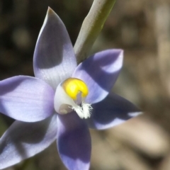 Thelymitra pauciflora at Cook, ACT - suppressed