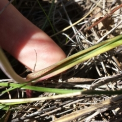 Thelymitra pauciflora at Cook, ACT - suppressed