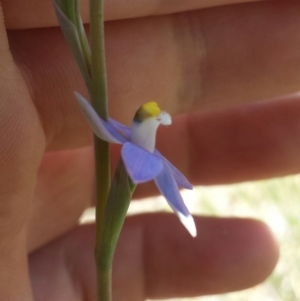 Thelymitra pauciflora at Cook, ACT - suppressed