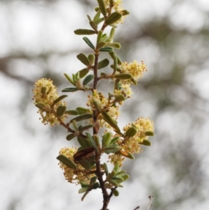 Pomaderris angustifolia at Paddys River, ACT - 18 Oct 2015