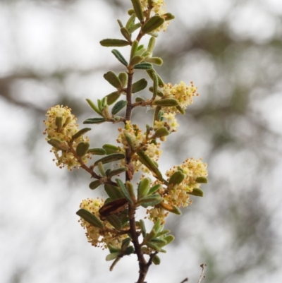 Pomaderris angustifolia (Pomaderris) at Paddys River, ACT - 17 Oct 2015 by KenT