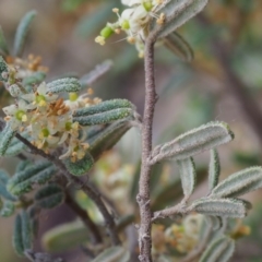 Pomaderris angustifolia at Paddys River, ACT - 18 Oct 2015 07:46 AM