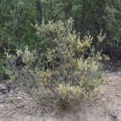 Pomaderris angustifolia at Paddys River, ACT - 18 Oct 2015