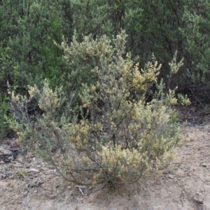 Pomaderris angustifolia at Paddys River, ACT - 18 Oct 2015 07:46 AM