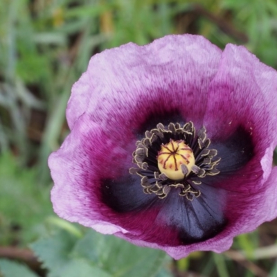 Papaver somniferum (Opium Poppy) at Paddys River, ACT - 18 Oct 2015 by KenT