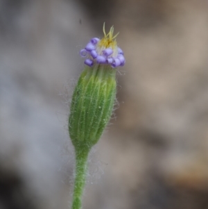 Vittadinia cuneata var. cuneata at Paddys River, ACT - 18 Oct 2015