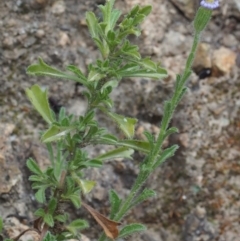 Vittadinia cuneata var. cuneata at Paddys River, ACT - 18 Oct 2015