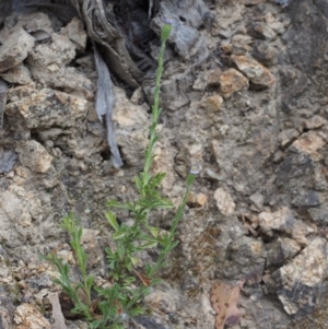 Vittadinia cuneata var. cuneata at Paddys River, ACT - 18 Oct 2015