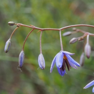 Dianella revoluta var. revoluta (Black-Anther Flax Lily) at Paddys River, ACT - 17 Oct 2015 by KenT