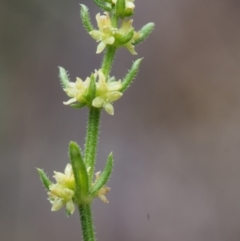 Galium gaudichaudii subsp. gaudichaudii (Rough Bedstraw) at Paddys River, ACT - 18 Oct 2015 by KenT