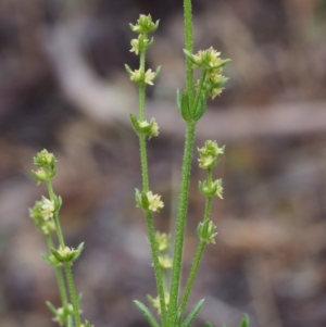 Galium gaudichaudii subsp. gaudichaudii at Paddys River, ACT - 18 Oct 2015 08:53 AM