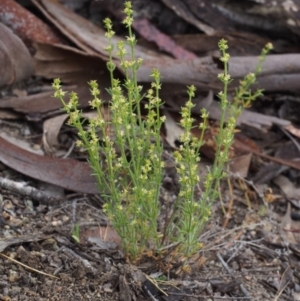 Galium gaudichaudii subsp. gaudichaudii at Paddys River, ACT - 18 Oct 2015 08:53 AM