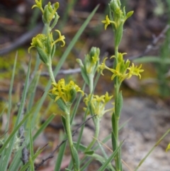 Pimelea curviflora var. sericea (Curved Riceflower) at Paddys River, ACT - 17 Oct 2015 by KenT