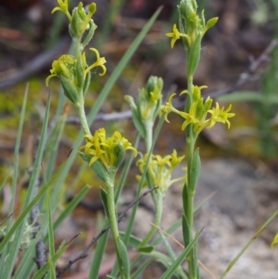 Pimelea curviflora var. sericea (Curved Riceflower) at Paddys River, ACT - 18 Oct 2015 by KenT