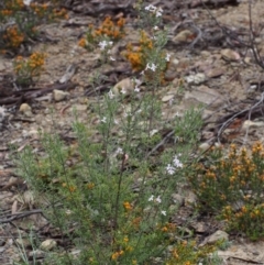 Westringia eremicola at Paddys River, ACT - 18 Oct 2015