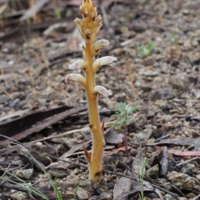 Orobanche minor (Broomrape) at Paddys River, ACT - 17 Oct 2015 by KenT