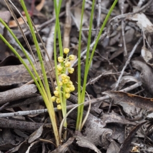 Lomandra filiformis subsp. coriacea at Paddys River, ACT - 18 Oct 2015