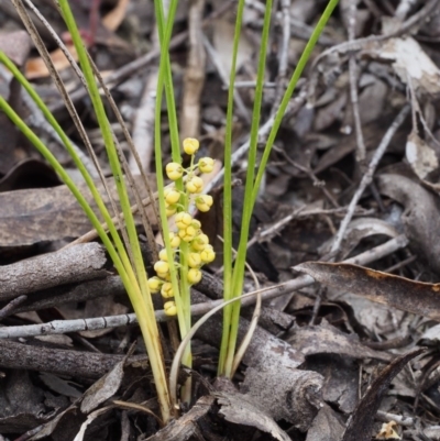 Lomandra filiformis subsp. coriacea (Wattle Matrush) at Paddys River, ACT - 17 Oct 2015 by KenT